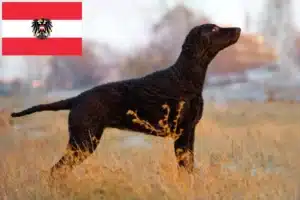 Read more about the article Hodowcy i szczenięta Curly Coated Retriever w Austria