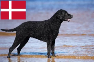 Read more about the article Hodowcy i szczenięta Curly Coated Retriever w Dania