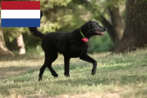 Read more about the article Hodowcy i szczenięta Curly Coated Retriever w Holandia