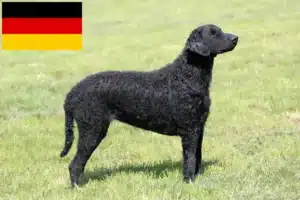 Read more about the article Hodowcy i szczenięta Curly Coated Retriever w Niemcy