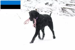 Read more about the article Hodowcy i szczenięta Curly Coated Retriever w Estonia