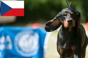 Read more about the article Hodowcy i szczenięta rasy Czarny i podpalany coonhound w Czechy