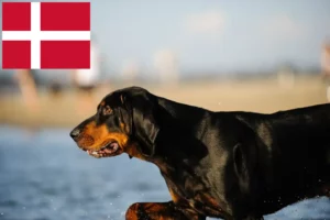 Read more about the article Hodowcy i szczenięta rasy Czarny i podpalany coonhound w Dania