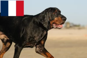 Read more about the article Hodowcy i szczenięta rasy Czarny i podpalany coonhound we Francji