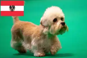 Read more about the article Hodowcy i szczenięta Dandie Dinmont Terrier w Austria