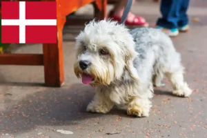 Read more about the article Hodowcy i szczenięta Dandie Dinmont Terrier w Dania