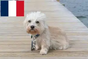 Read more about the article Hodowcy i szczenięta Dandie Dinmont terrier w Francja