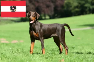 Read more about the article Hodowcy i szczenięta Dobermann w Austria