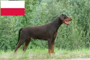 Read more about the article Hodowcy dobermanów i szczenięta w Polska