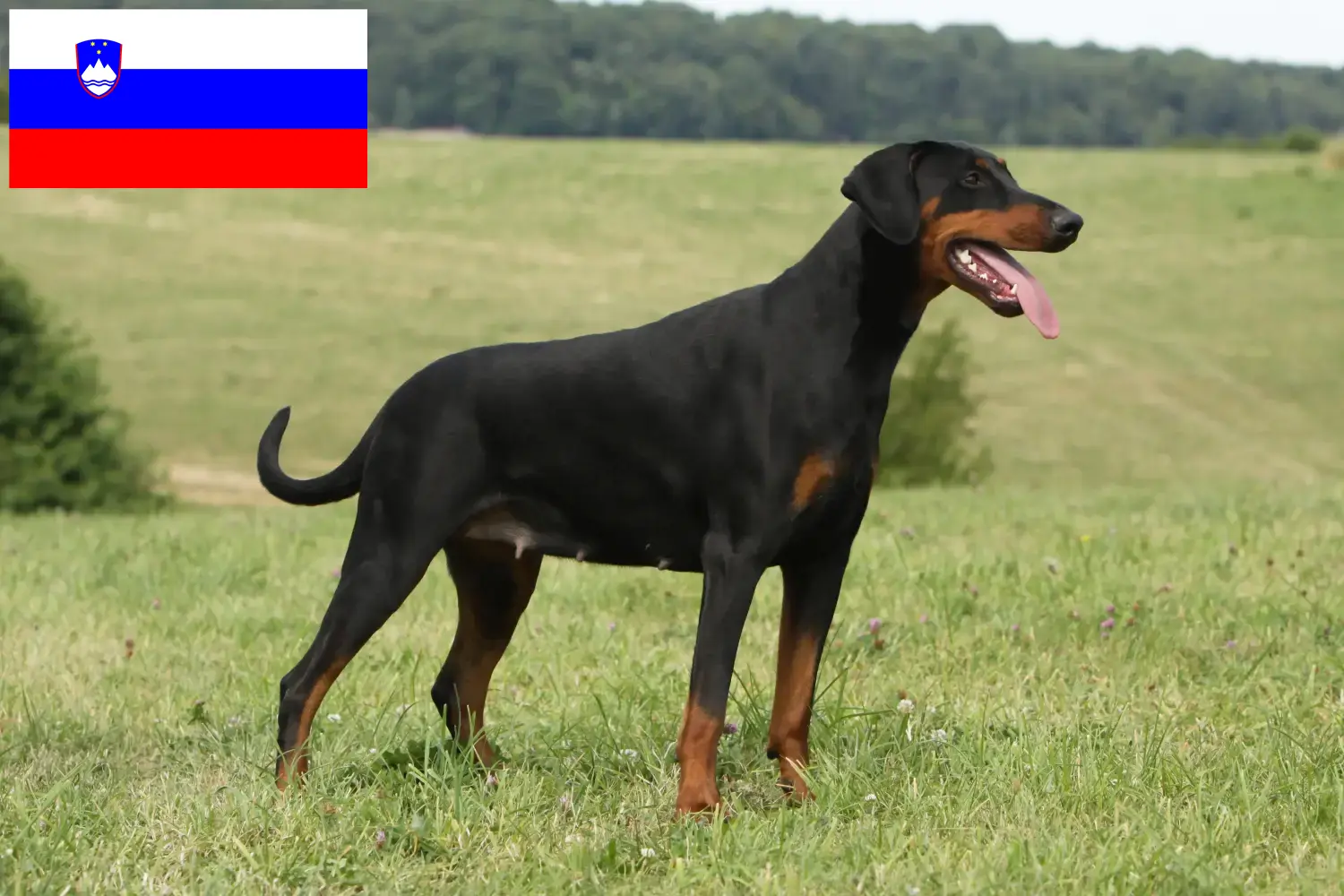 Read more about the article Hodowcy i szczenięta Doberman w Słowenia