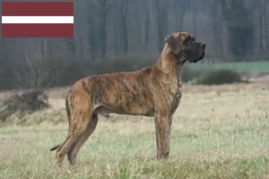 Read more about the article Hodowcy dog niemiecki i szczenięta w Łotwa