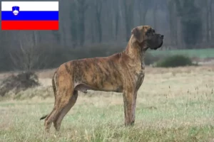 Read more about the article Hodowcy dog niemiecki i szczenięta w Słowenia