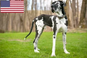 Read more about the article Hodowcy dog niemiecki i szczenięta w USA