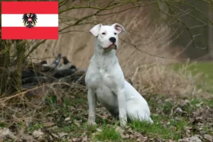 Read more about the article Hodowcy i szczenięta Dogo Argentino w Austria