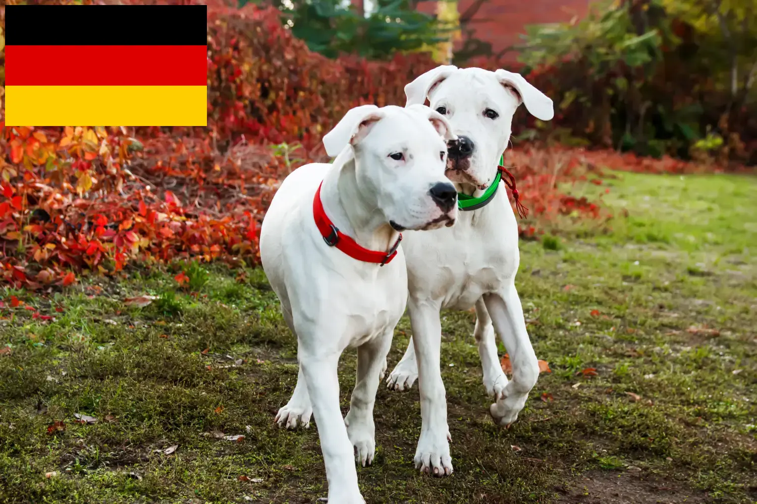 Read more about the article Hodowcy i szczenięta Dogo Argentino w Niemcy