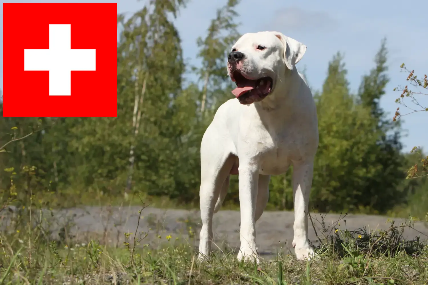 Read more about the article Hodowcy i szczenięta Dogo Argentino w Szwajcaria