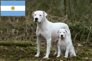 Read more about the article Hodowcy i szczenięta Dogo Argentino w Argentyna