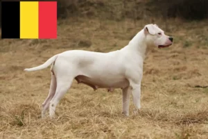 Read more about the article Hodowcy i szczenięta Dogo Argentino w Belgia