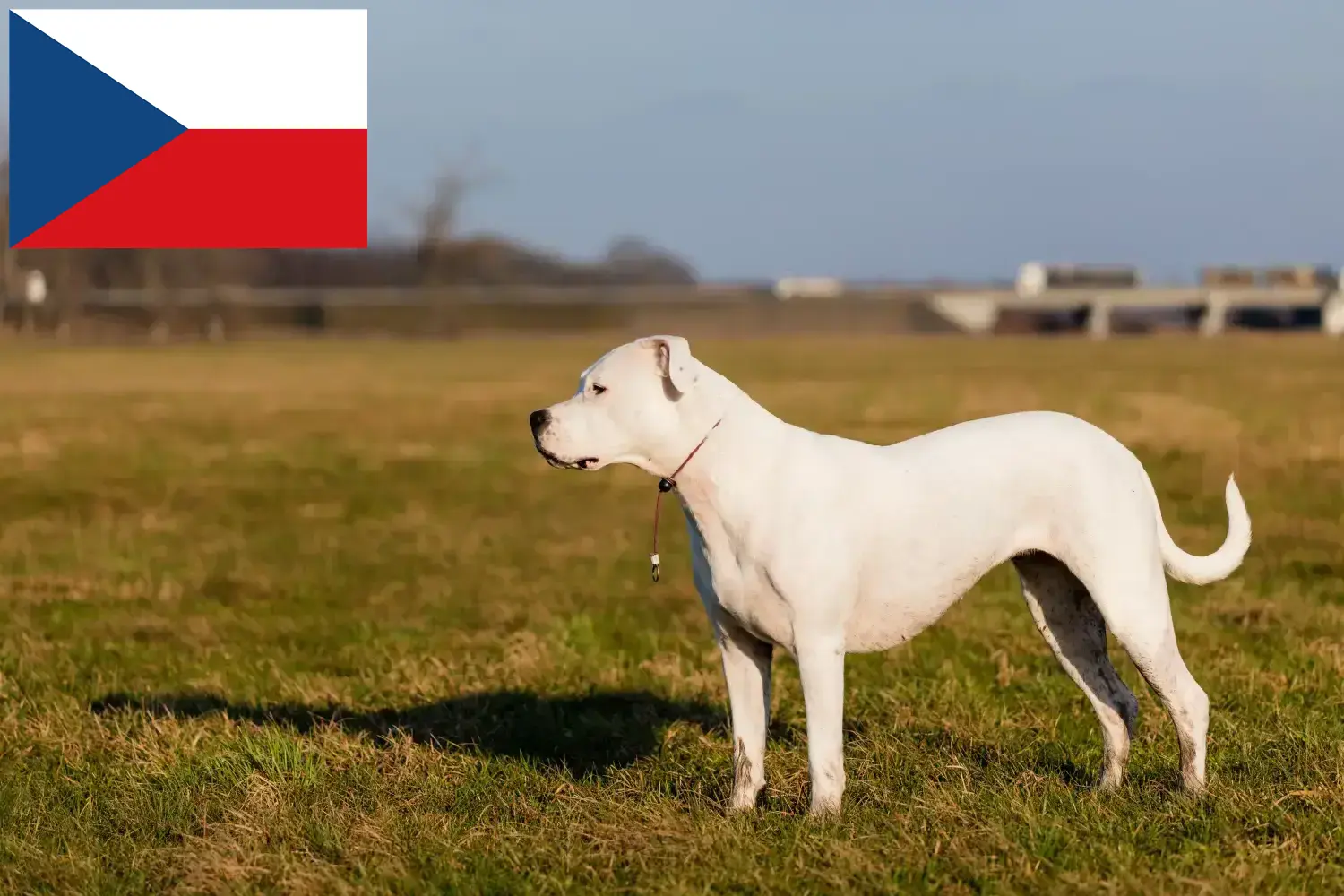 Read more about the article Hodowcy i szczenięta Dogo Argentino w Czechy