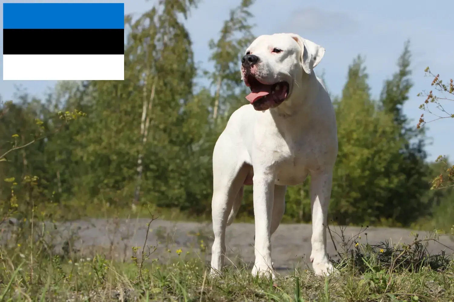 Read more about the article Hodowcy i szczenięta Dogo Argentino w Estonia