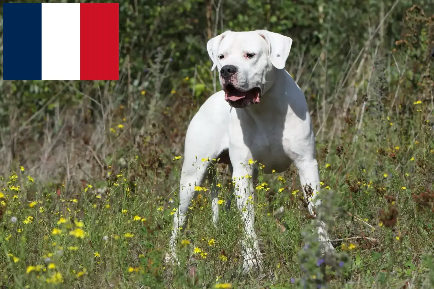 Read more about the article Hodowcy i szczenięta Dogo Argentino w Francja