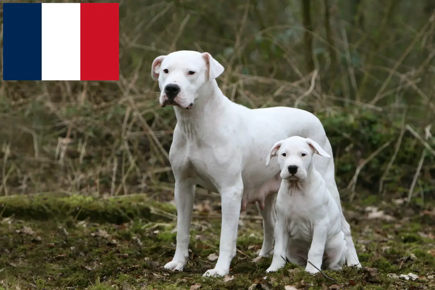 Read more about the article Hodowcy i szczenięta Dogo Argentino w Reunion