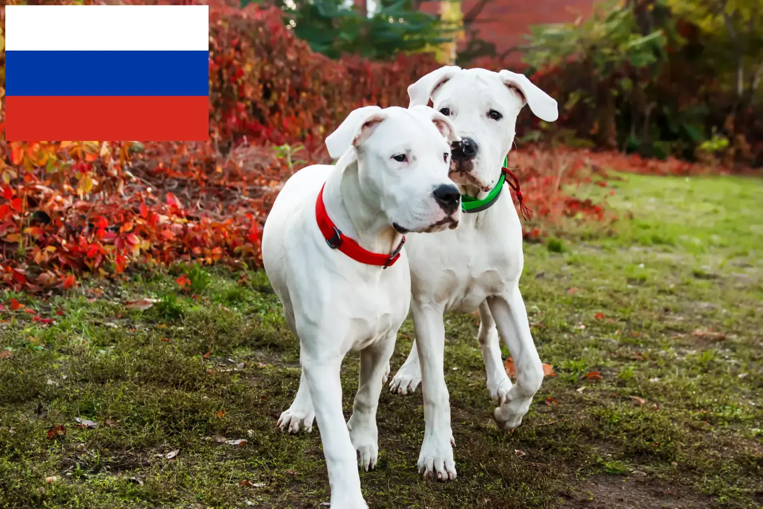 Read more about the article Hodowcy i szczenięta Dogo Argentino w Rosja