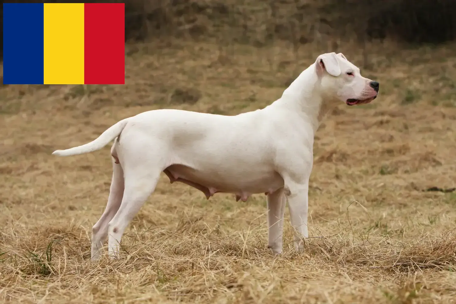 Read more about the article Hodowcy i szczenięta Dogo Argentino w Rumunia