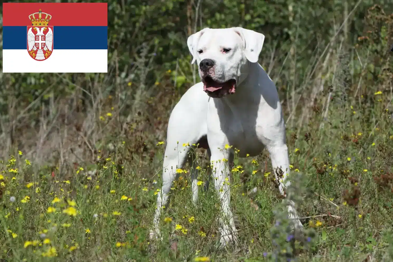 Read more about the article Hodowcy i szczenięta Dogo Argentino w Serbia