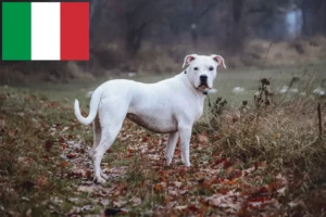 Read more about the article Hodowcy i szczenięta Dogo Argentino w Włochy