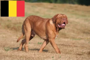 Read more about the article Hodowcy i szczenięta Dogue de Bordeaux w Belgia