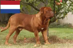 Read more about the article Hodowcy i szczenięta Dogue de Bordeaux w Holandia