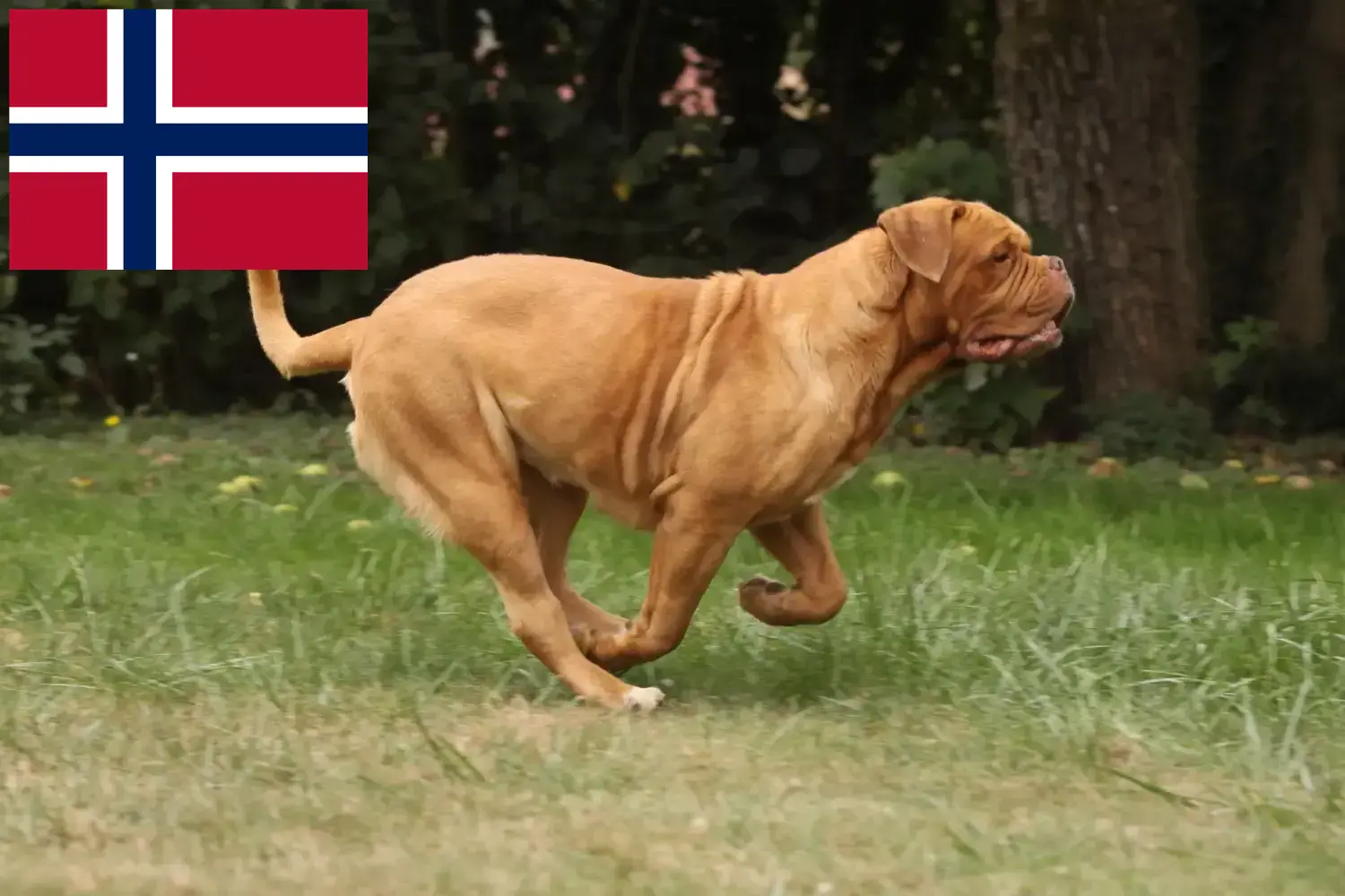 Read more about the article Hodowcy i szczenięta Dogue de Bordeaux w Norwegia