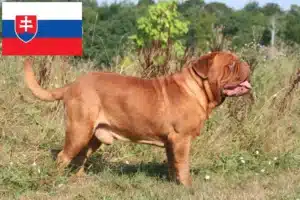 Read more about the article Hodowcy i szczenięta Dogue de Bordeaux w Słowacja