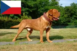 Read more about the article Hodowcy i szczenięta Dogue de Bordeaux w Czechy