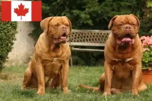 Read more about the article Hodowcy i szczenięta Dogue de Bordeaux w Kanada