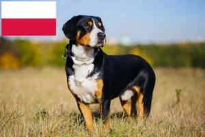 Read more about the article Entlebuch Hodowla psów górskich i szczeniąt w Polsce