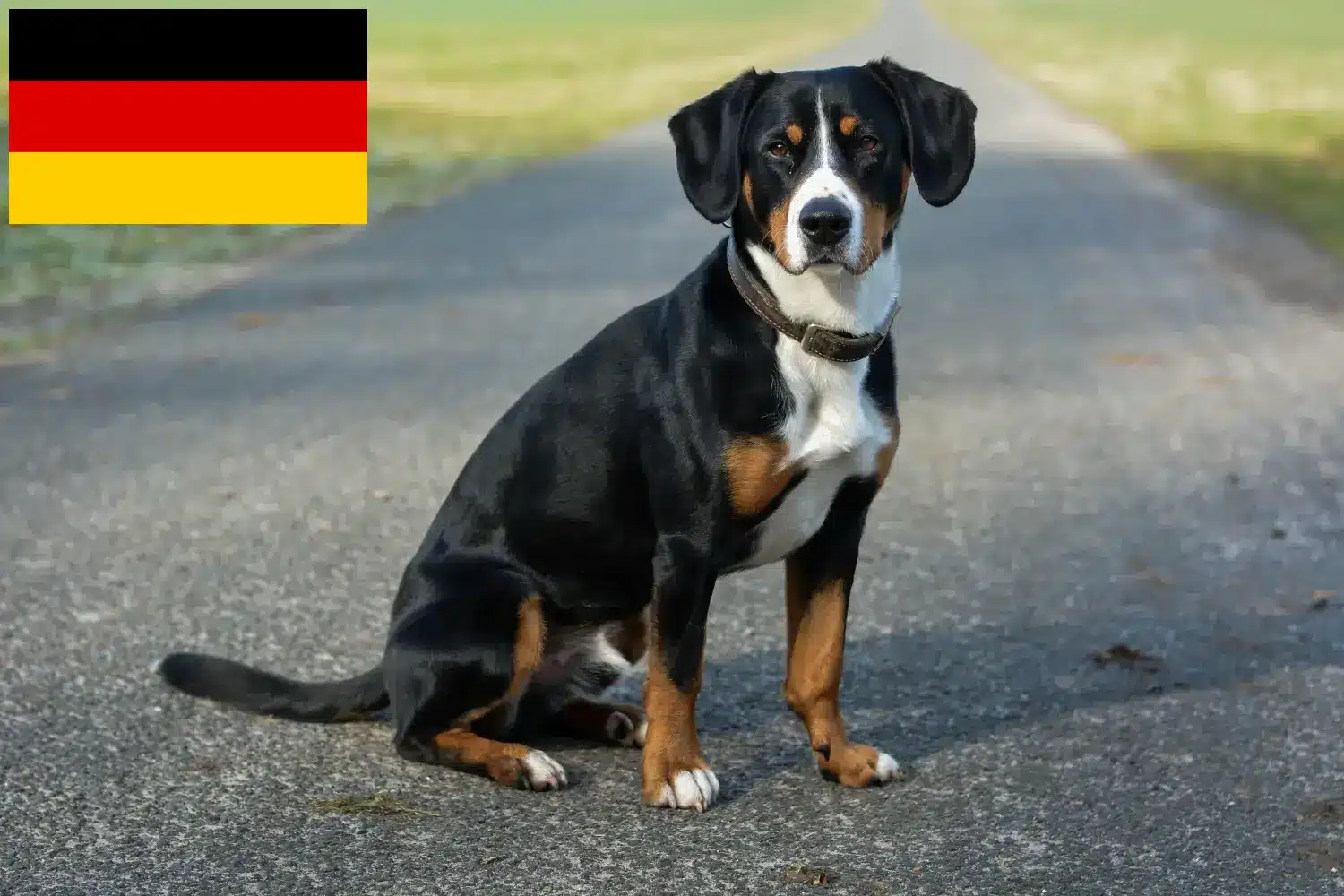 Read more about the article Entlebucher Hodowla psów górskich i szczeniąt w Niemczech