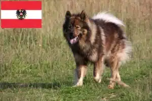 Read more about the article Hodowcy i szczenięta Eurasier w Austria