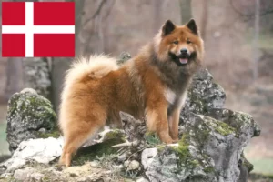 Read more about the article Hodowcy i szczenięta Eurasier w Dania