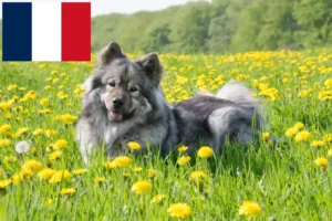 Read more about the article Hodowcy i szczenięta Eurasier w Francja