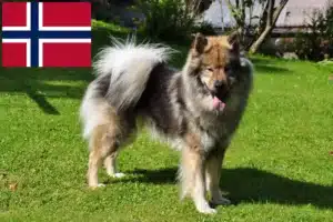 Read more about the article Hodowcy i szczenięta Eurasier w Norwegia