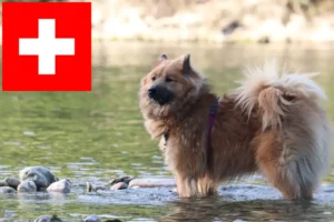 Read more about the article Hodowcy i szczenięta Eurasier w Szwajcaria