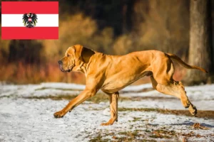 Read more about the article Fila Brasileiro hodowcy i szczenięta w Austria