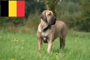 Read more about the article Fila Brasileiro hodowcy i szczenięta w Belgia