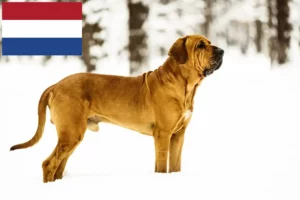 Read more about the article Hodowcy i szczenięta Fila brasileiro w Holandia