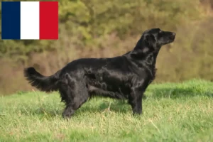 Read more about the article Hodowcy i szczenięta Flat Coated Retriever w Francja