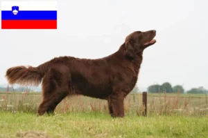 Read more about the article Hodowcy i szczenięta Flat Coated Retriever w Słowenia