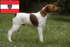 Read more about the article Hodowcy i szczenięta fox terrier w Austria