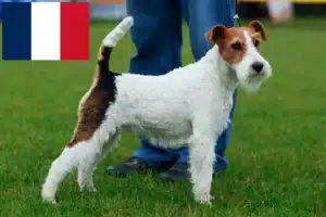 Read more about the article Hodowcy i szczenięta fox terrier w Francja